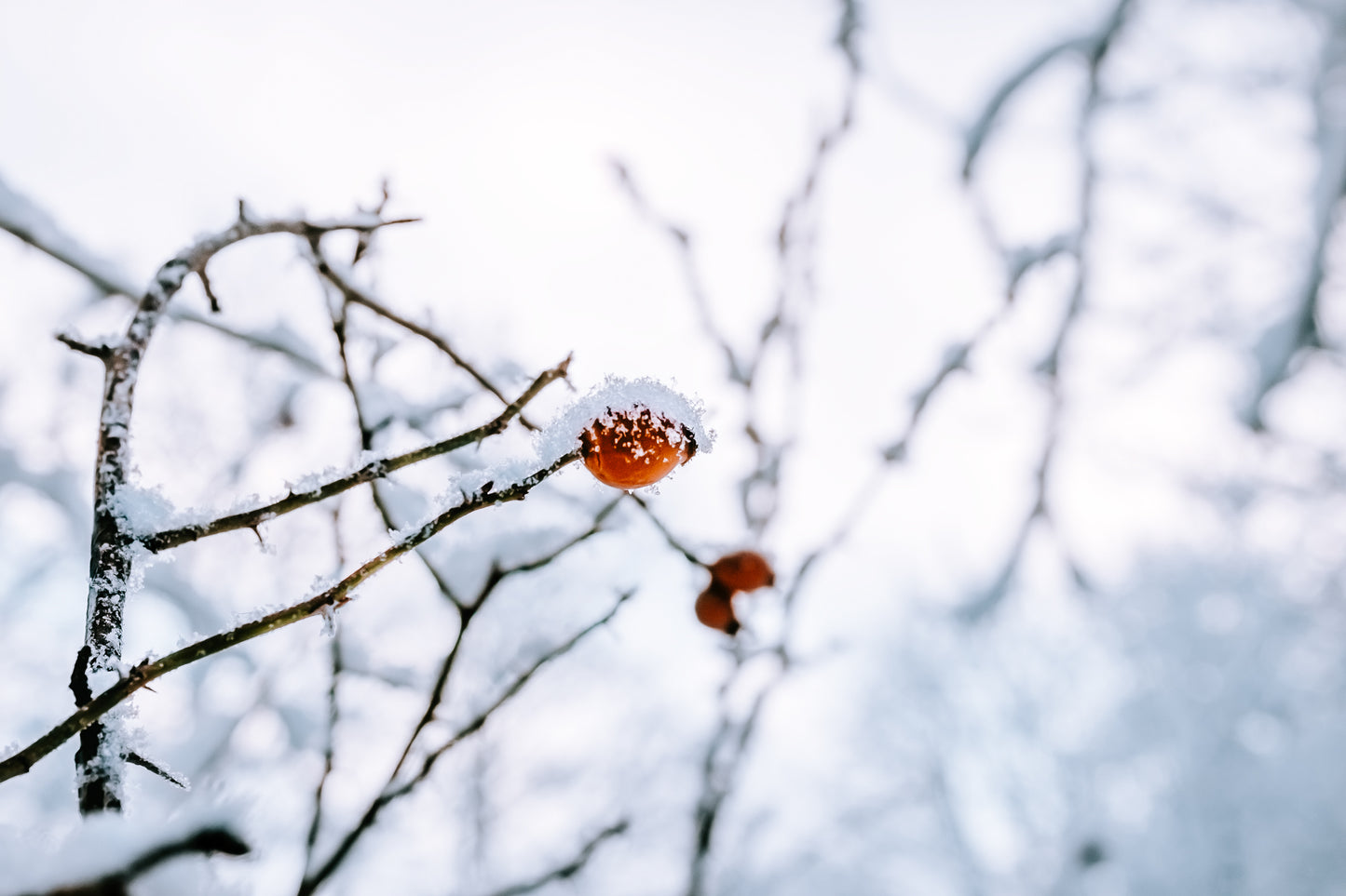 Aroma Candle Kimorigaki (Persimmon)